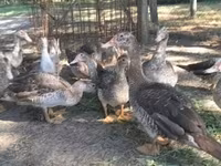 Ducks — foto 1