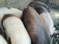 मादा सूअर, सूअर — फ़ोटो 3