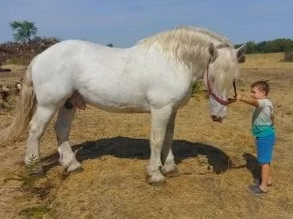 घोड़ा, Percheron