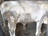 ثور, Swiss cattle — الصورة 4
