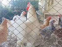 Brahma — foto 2