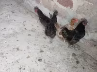 Ayam Cemani — 1. fotó