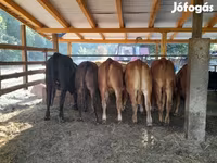 Tehén, Simmental cattle — 2. fotó