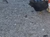 gallina danesa — foto 5