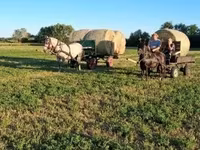 Jument, Friesian — photo 4