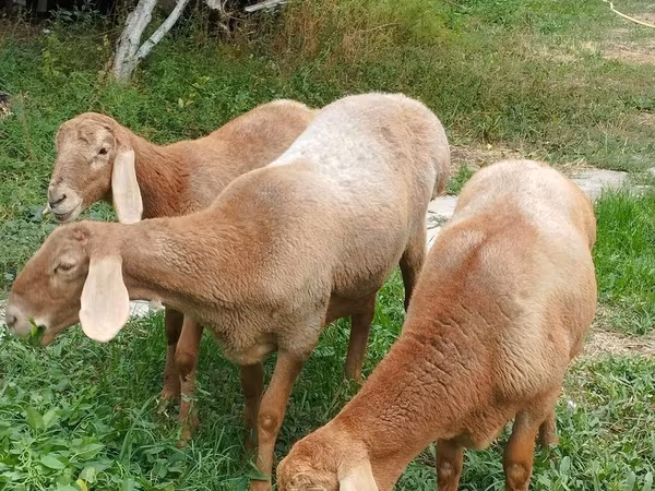 भेड़, Arashan sheep