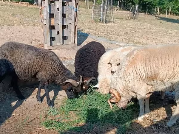 Carnero, Ovejas — Hungría