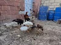 Chickens — 7. fotó