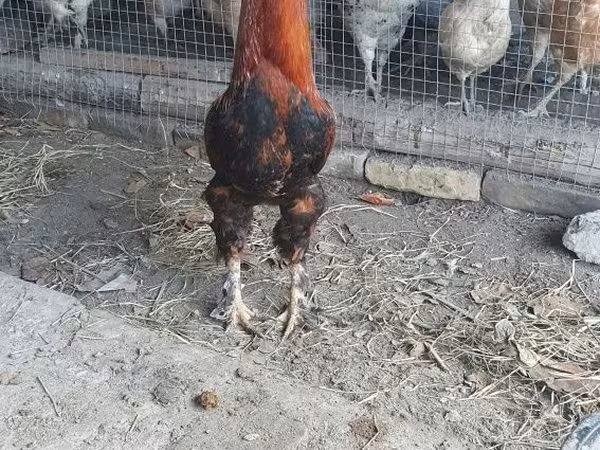 Chickens