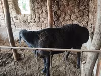 Carnero, Red Karaman sheep — foto 4