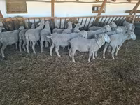 Kos, Merino sheep — 2. fotó