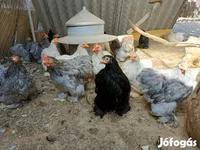 पेकिन बैंटम — फ़ोटो 3