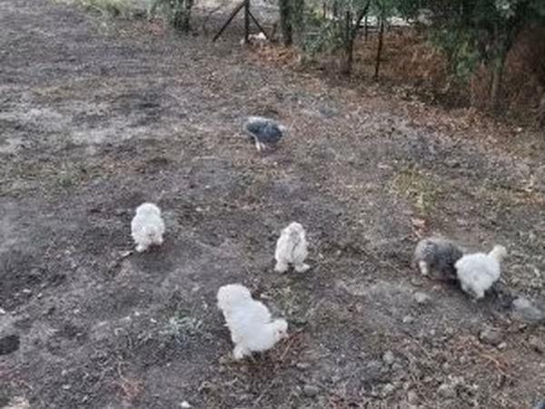 Silkie