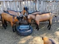 公山羊, Alpine goat — 照片 1