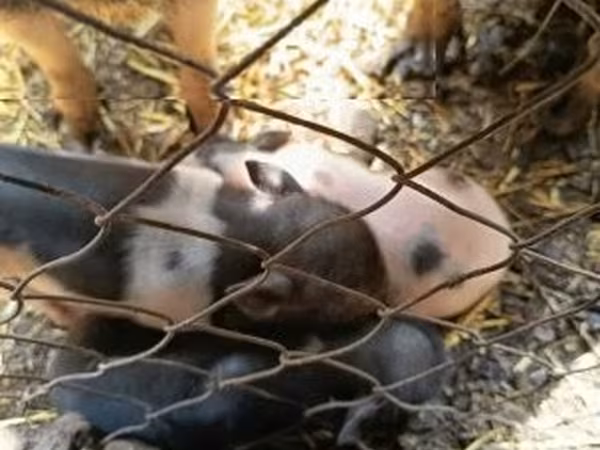Schweine (Partie, Geschlecht nicht angegeben),  — Ungarn