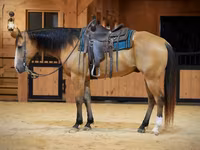 Hing, Quarter Horse — 2. fotó