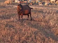 Bak, Italian Alpine goat — 1. fotó