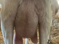 Goat, Saanen goat — photo 4