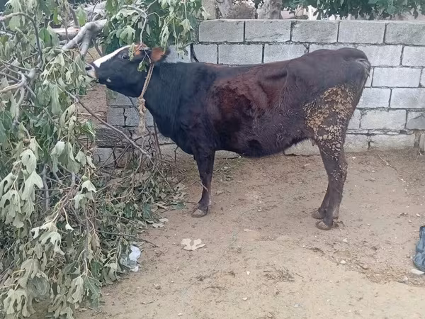 بقرة, الماشية