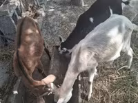 Bak, Kecskék — 1. fotó