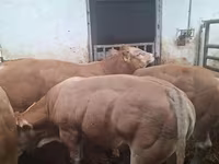 Bika, Blonde d’Aquitane cattle — 6. fotó