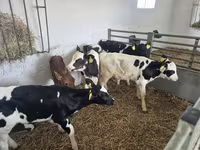 公牛, Russian Black pied cattle — 照片 7