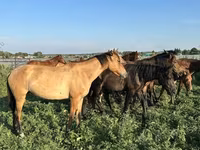 Hengst, Bashkir horse — Foto 2