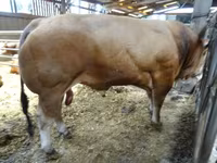 Bika, Partenaise cattle — 3. fotó