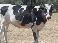 Vaca, Raza Holstein — foto 3