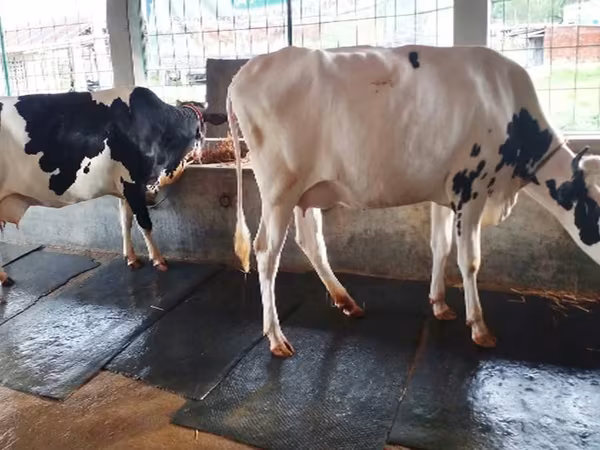 Tehén, Russian Black pied cattle