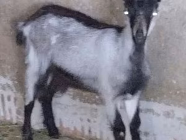 Nőstény kecske, Kecskék
