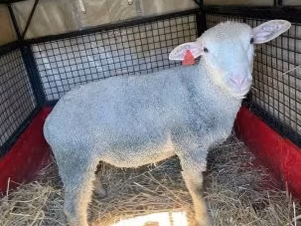 Kos, Ile-de-France sheep — Magyarország
