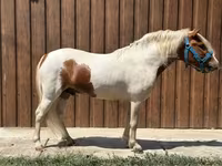 公马, Horses — 照片 2