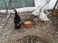 Ducks — photo 2