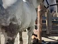 Caballo, Vladimir heavy draft — foto 1