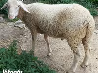 Kos, Luzein sheep — 1. fotó