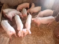 母猪, Pigs — 照片 1