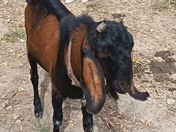 Ziegenbock, Ziegen