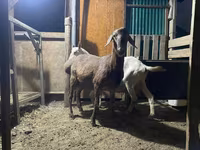 मेढ़ा, Rhon sheep — फ़ोटो 1