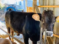 公牛, Aberdeen-Angus — 照片 2