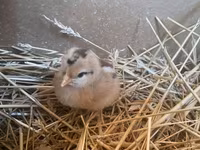 Chickens — photo 3