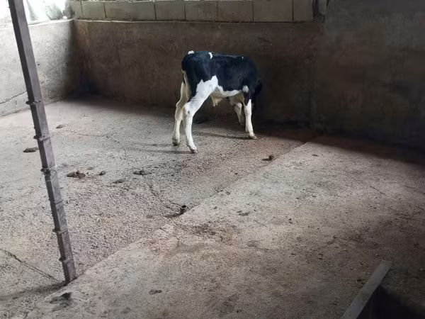 Toro, Russian Black pied cattle