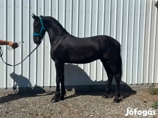 Horse (M), Dutch warmblood horse