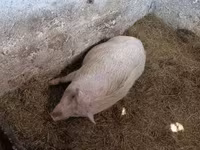 公猪, Вьетнамская вислобрюхая — 照片 6