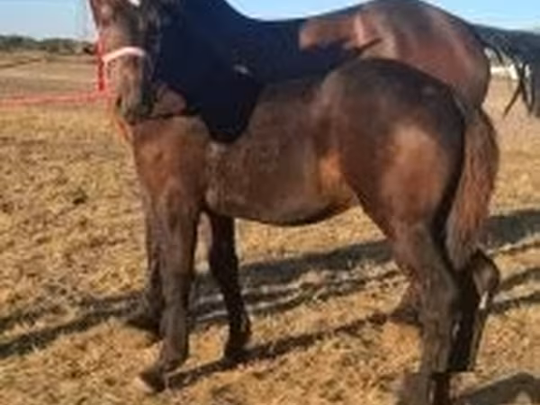 Koń, Percheron