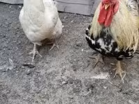 Chickens — 照片 3