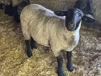 Widder, White Suffolk sheep — Foto 1