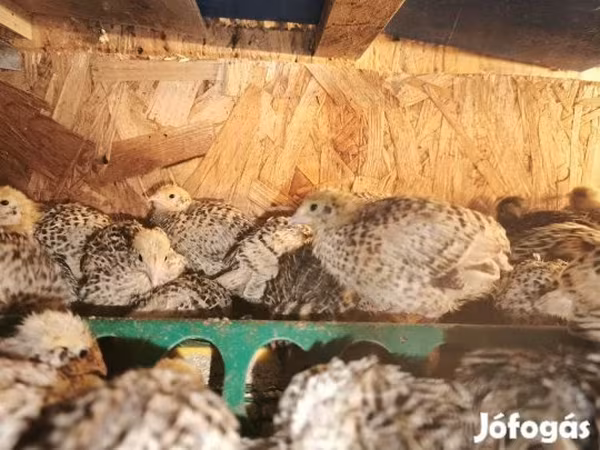 Quails — Magyarország