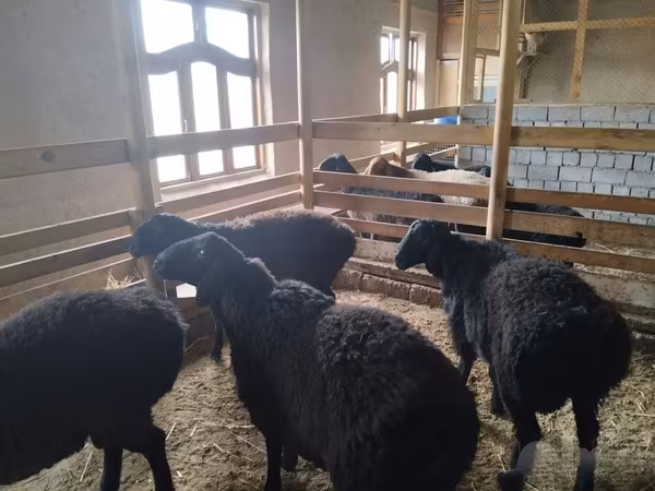 Bélier, Moutons