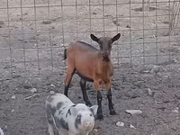 母山羊, Alpine goat — 照片 2
